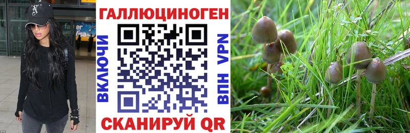Галлюциногенные грибы Cubensis  купить   Чудово 
